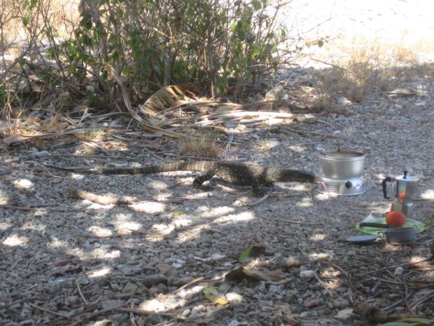 goanna trangia